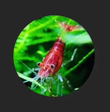 Impossible Aquariums