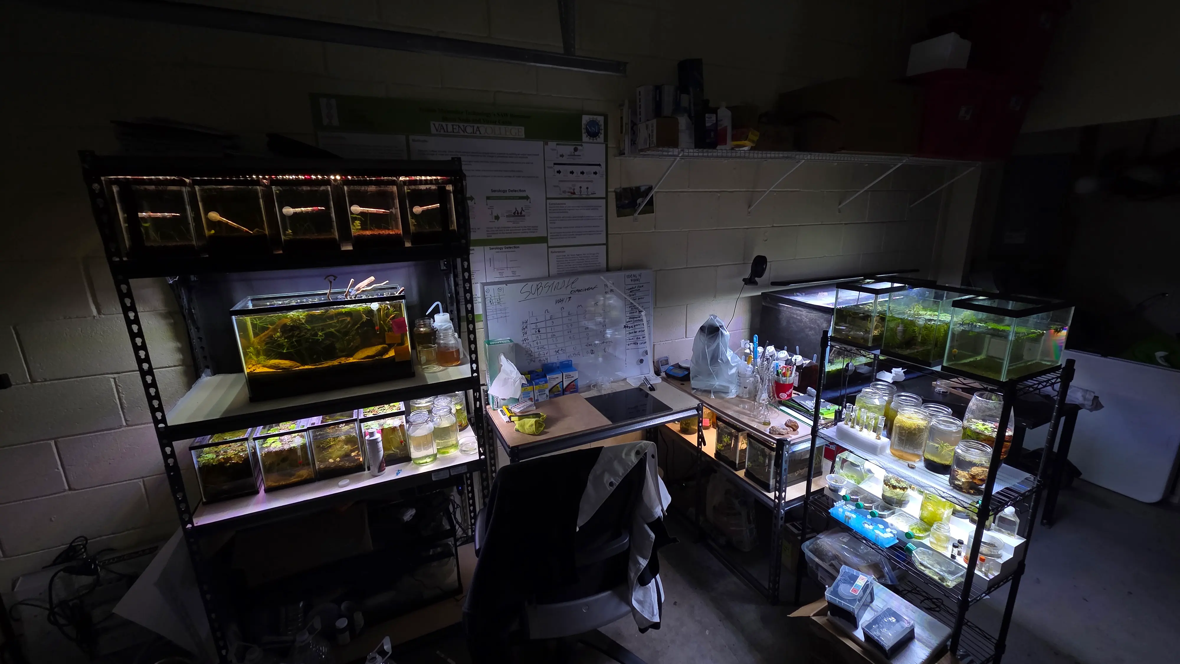 Shelves of planted aquariums and culture jars in the lab